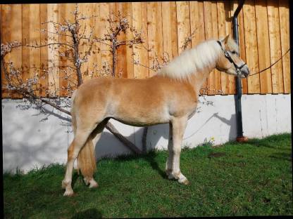 Haflinger Stute 3,5 Jahre Walzertraum