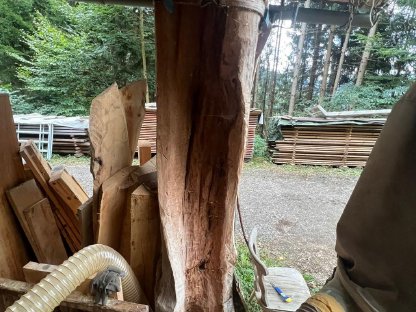 Bild 3:Getrennter Birnbaumstamm