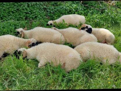 Diverse Walliser Schwarznasen Schafe mit und ohne HB