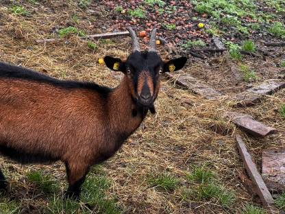 (reserviert) Pinzgauer Ziegen Weibchen reinrassig