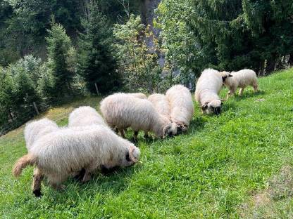 Walliser Schwarznasenschafe