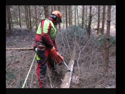 Bild 4:Durchforstungsservice - motormanuell & Sapelrückung