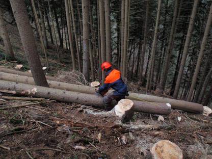Bild 3:Durchforstungsservice - motormanuell & Sapelrückung