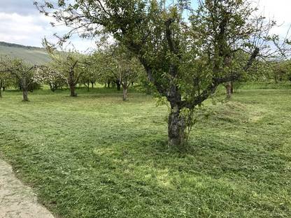 Bild 2:Mähen, mulchen, Landschaftspflege