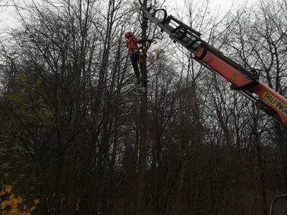 Bild 2:Professionelle Problembaumentfernung