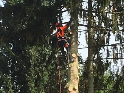 Bild 3:Professionelle Problembaumentfernung
