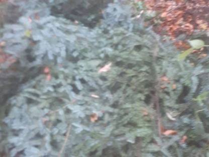 Bild 2:Forstdienstleistungen