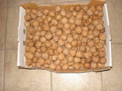 Bild 3:Weinviertler WALNÜSSE