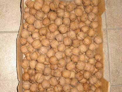 Bild 2:Weinviertler WALNÜSSE