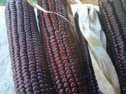 Bild 2:Roter Mais Saatgut