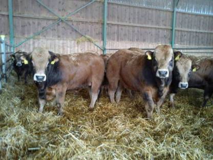 Aubrac-Sprungstiere