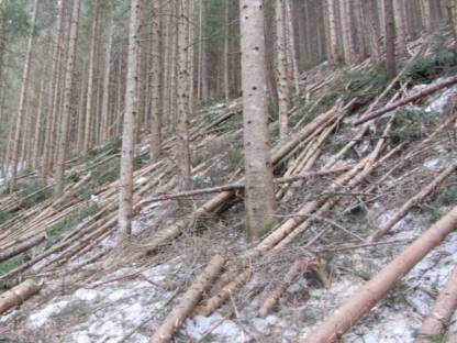 Bild 2:Holzschlägerung