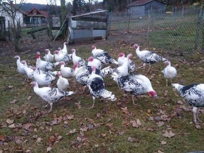 Cröllwitzer Puten Bio, Bruteier von Sulmtaler, Bresse