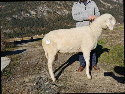 Tiroler Bergschaf