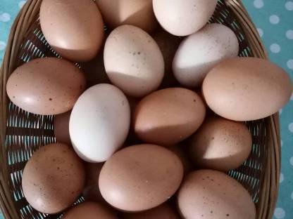 Hühner Eier