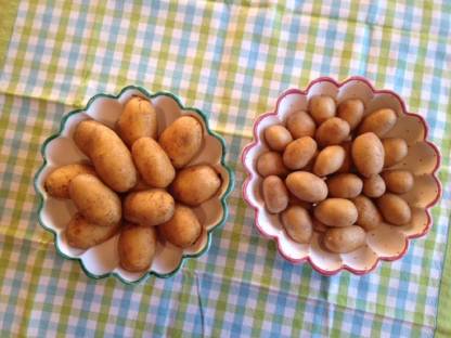 Bild 2:Waldviertler Speisekartoffeln