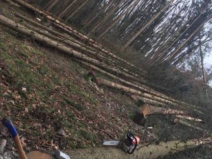 Bild 4:Wir Kaufen Ihr Holz Alles Anbieten !!