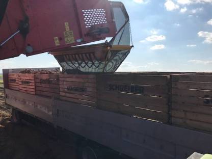 Bild 3:Waldviertler Speisekartoffeln