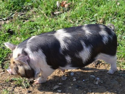 Bild 2:Kune Kune Ferkel
