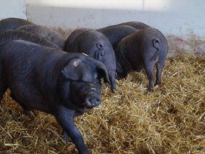 Bild 4:100% reinrassige Iberico