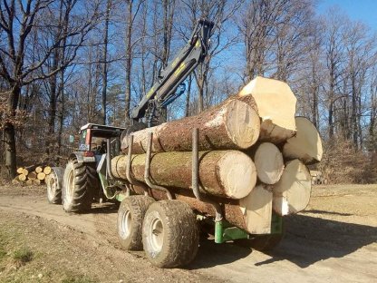 Bild 2:Holzschlägerung und Durchforstung