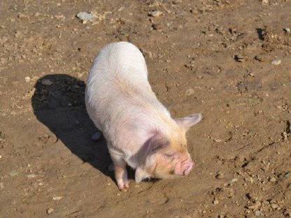 Bild 3:Kune Kune Ferkel