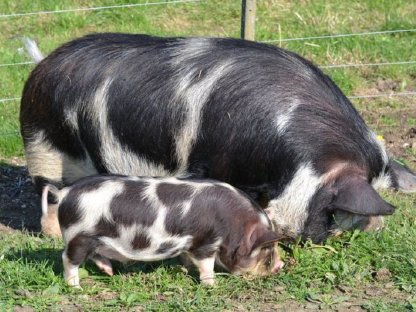 Bild 4:Kune Kune Ferkel