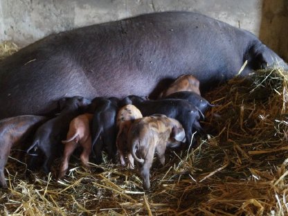 Bild 7:100% reinrassige Iberico