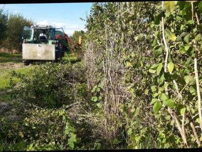 Bild 2:Freischneiden mit Astschere