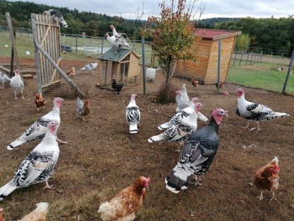 Verkaufe Gröllwitzer Puten