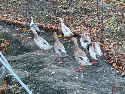Enten Laufenten kaufen