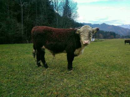 Hereford-Stier