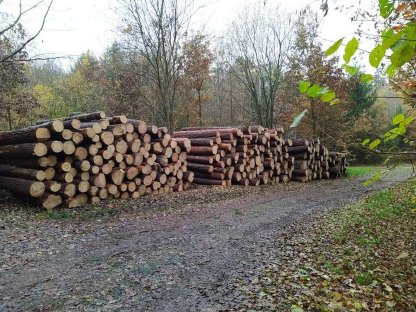 Bild 3:Holzschlägerung und Durchforstung