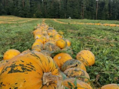 Bild 2:Kürbiskerne - gesackt oder Big Bags