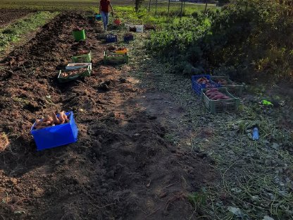 Bild 2:Süßkartoffel