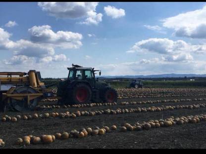 Bild 3:Kürbiskerne - gesackt oder Big Bags