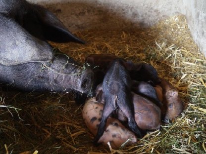 Bild 5:100% reinrassige Iberico