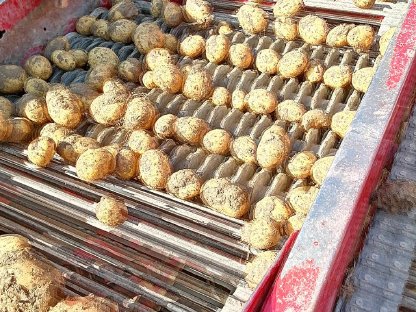 Kartoffeln