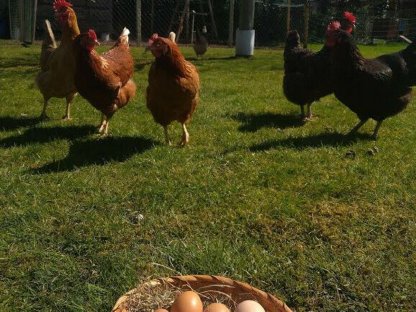 Bild 4:24/7 Frische Hühnereier zu verkaufen 