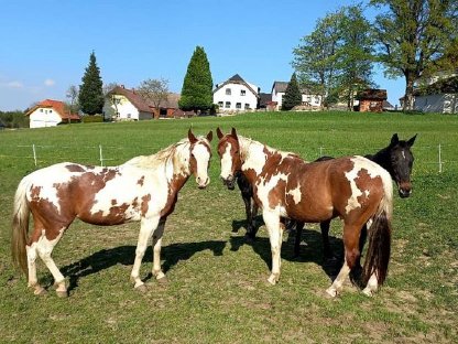 Bild 6:Reitbeteiligung Western für 2