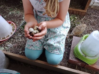 Bild 3:24/7 Frische Hühnereier zu verkaufen 