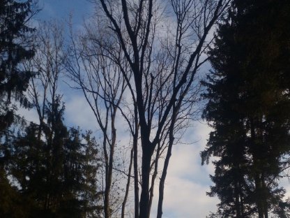 Suche, kaufe Wald im Bezirk Amstetten