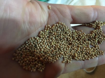 Bild 4:Bio Buchweizen, Bio Hirse