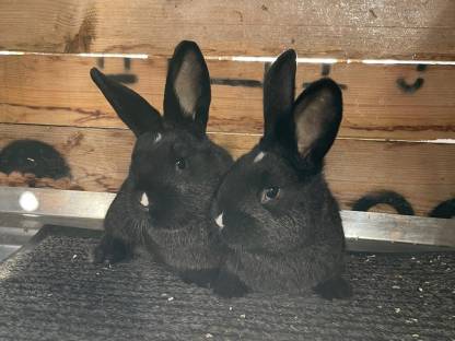 Mischlinge Kaninchen