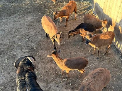 Bild 2:Verkaufe Kamerunschafe