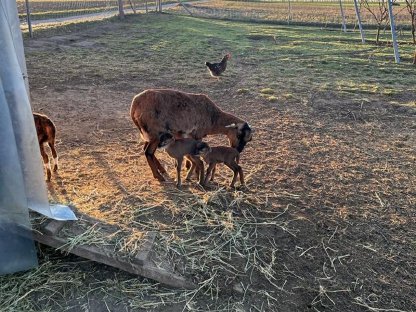 Bild 4:Verkaufe Kamerunschafe