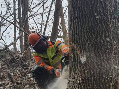 Bild 2:Motorsägenkurs