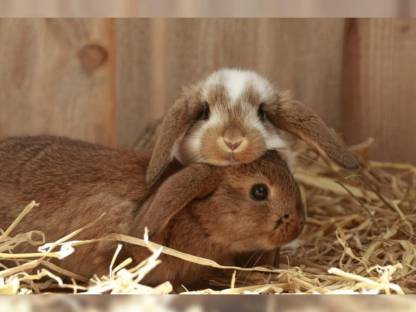Bild 4:Junge Meerschweinchen und Zwergkaninchen