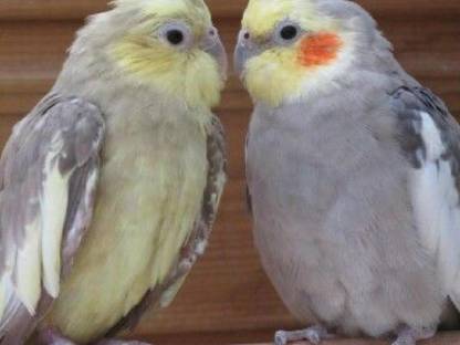 Bild 2:Junge Wellensittiche, Nymphensittiche, Zebrafinken, Kanarien