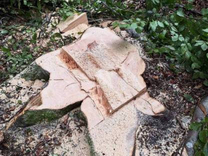 Bild 3:Holzeinschlag, Verkehrssicherung, Sturmholz